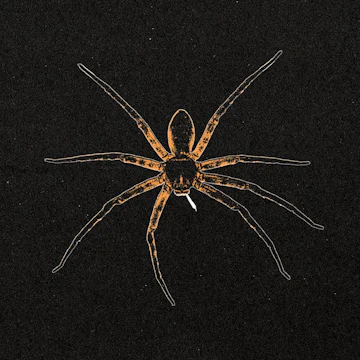 Black Buzzard At Oskar Blues