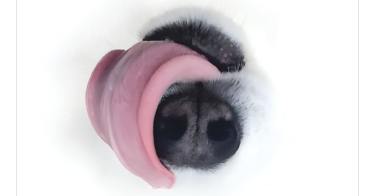 P.O.S and Dwynell Roland