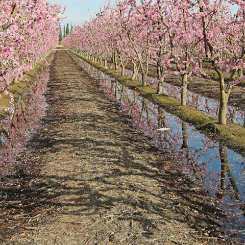 Fresno Concerts & Events